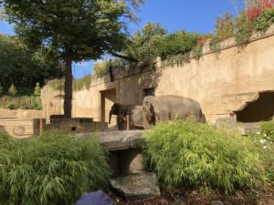 Wir besuchen die Elefanten im Zoo Hannover